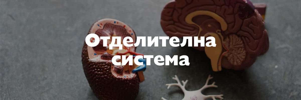 otdelitelna sistema