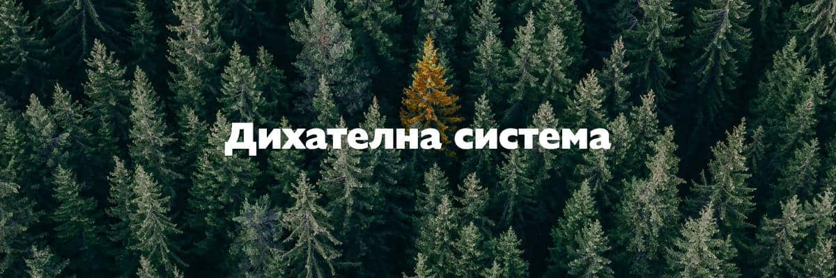 дихателна система дихателна система