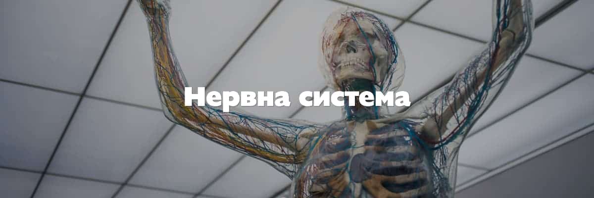 нервна система