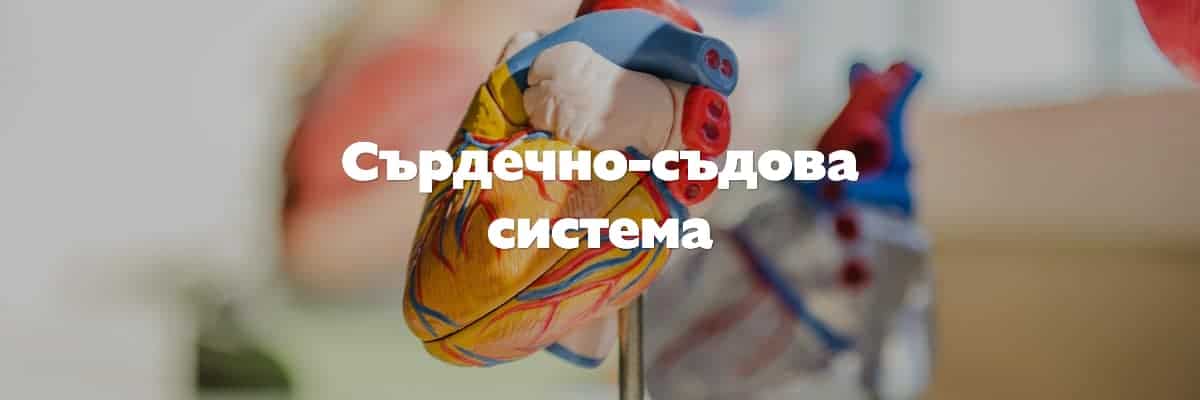 сърдечно съдова система