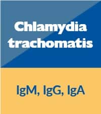 Chlamydia trachomatis