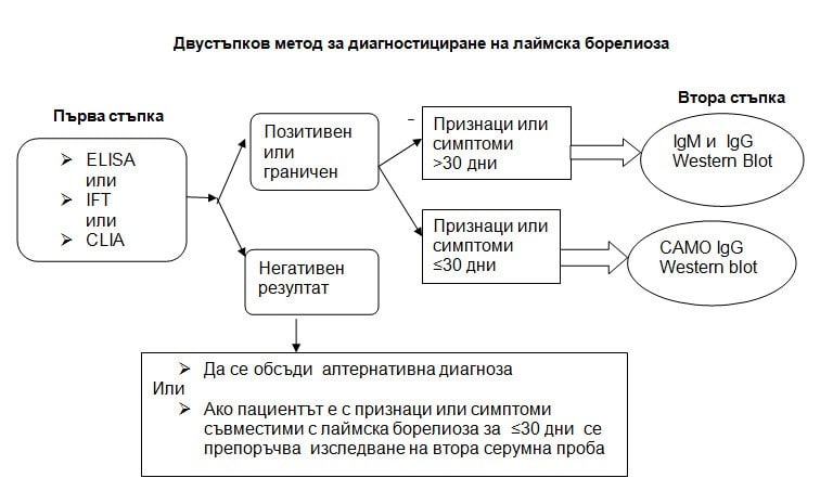 двустъпков метод за диагностициране на лаймска борелиоза